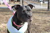 adoptable Dog in Kansas City, MO named Tiana  - Hospice care