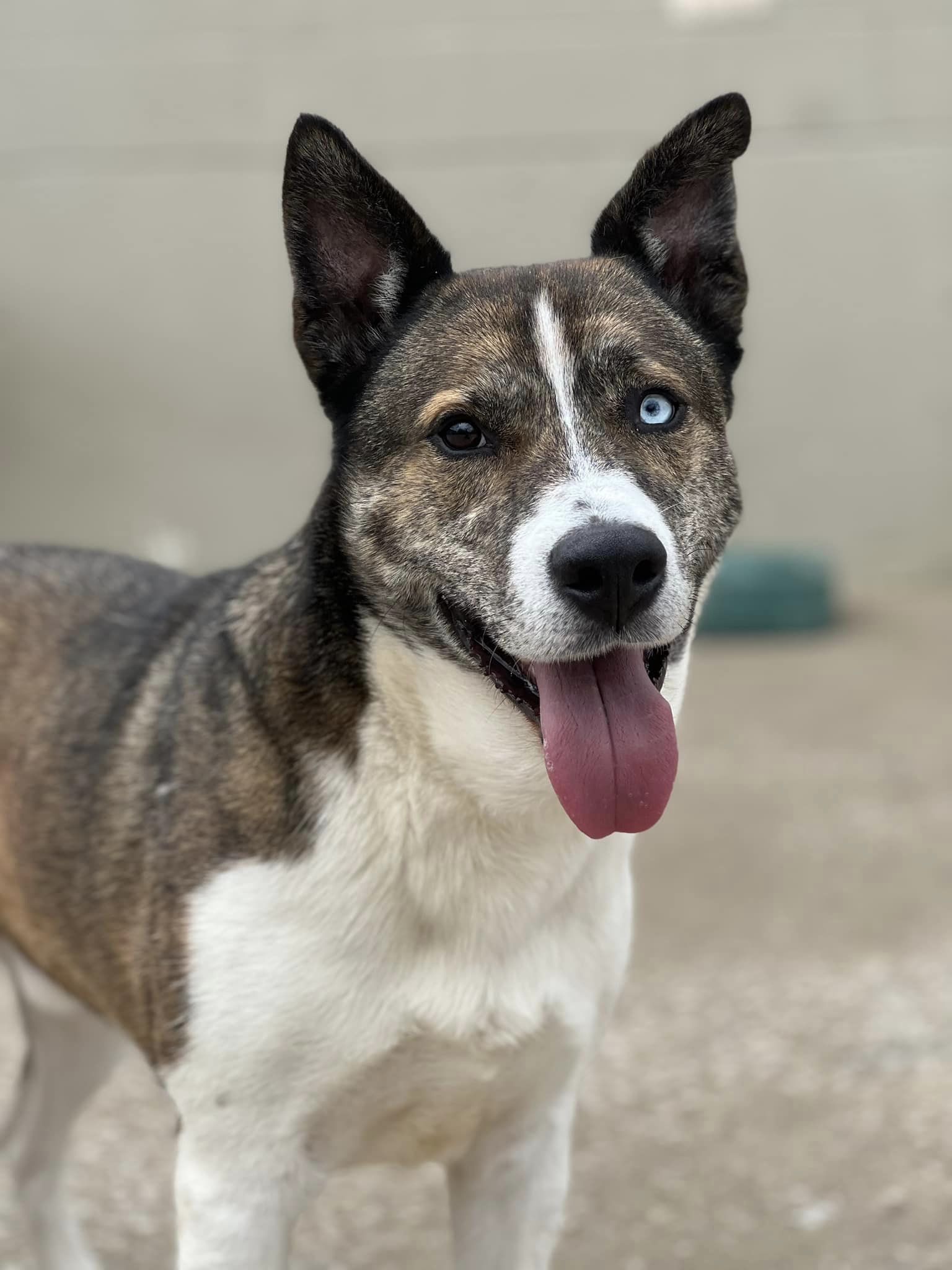 adoptable Dog in Kansas City, MO named Quill