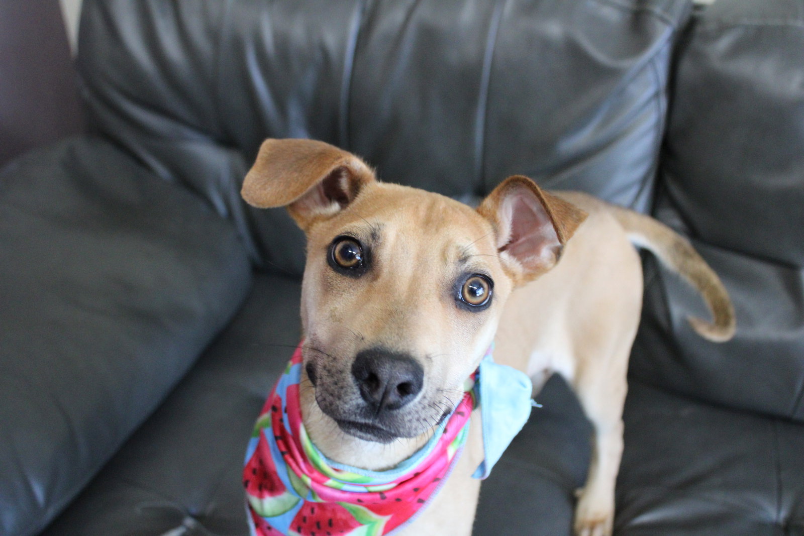 Dog for Adoption - Pretzel-CL, a German Shepherd Dog in Olathe, KS