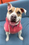 adoptable Dog in  named Bri-CL