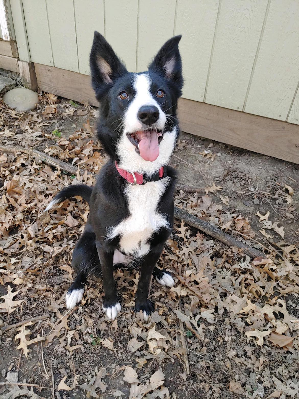 Dog for Adoption Lucky StarCL, a Border Collie in Higginsville, MO