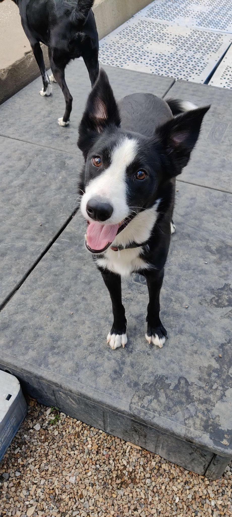 Dog for Adoption Lucky StarCL, a Border Collie in Higginsville, MO