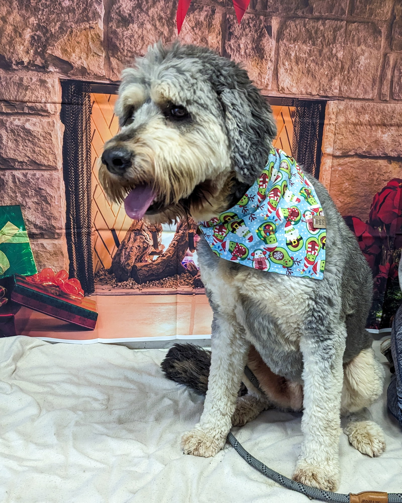Dog for Adoption Ritz, a Poodle (Standard) in Lawrence, KS Alpha Paw