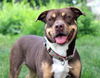 adoptable Dog in  named Roxy Anne - CL