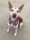 adoptable Dog in  named Katmai