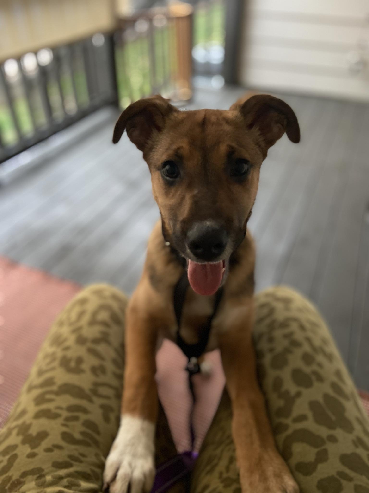 adoptable Dog in Kansas City, MO named Lavi