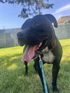 adoptable Dog in Kansas City, MO named Richard