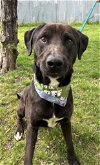 adoptable Dog in , MO named Lycan- SEEKING FOSTER HOME