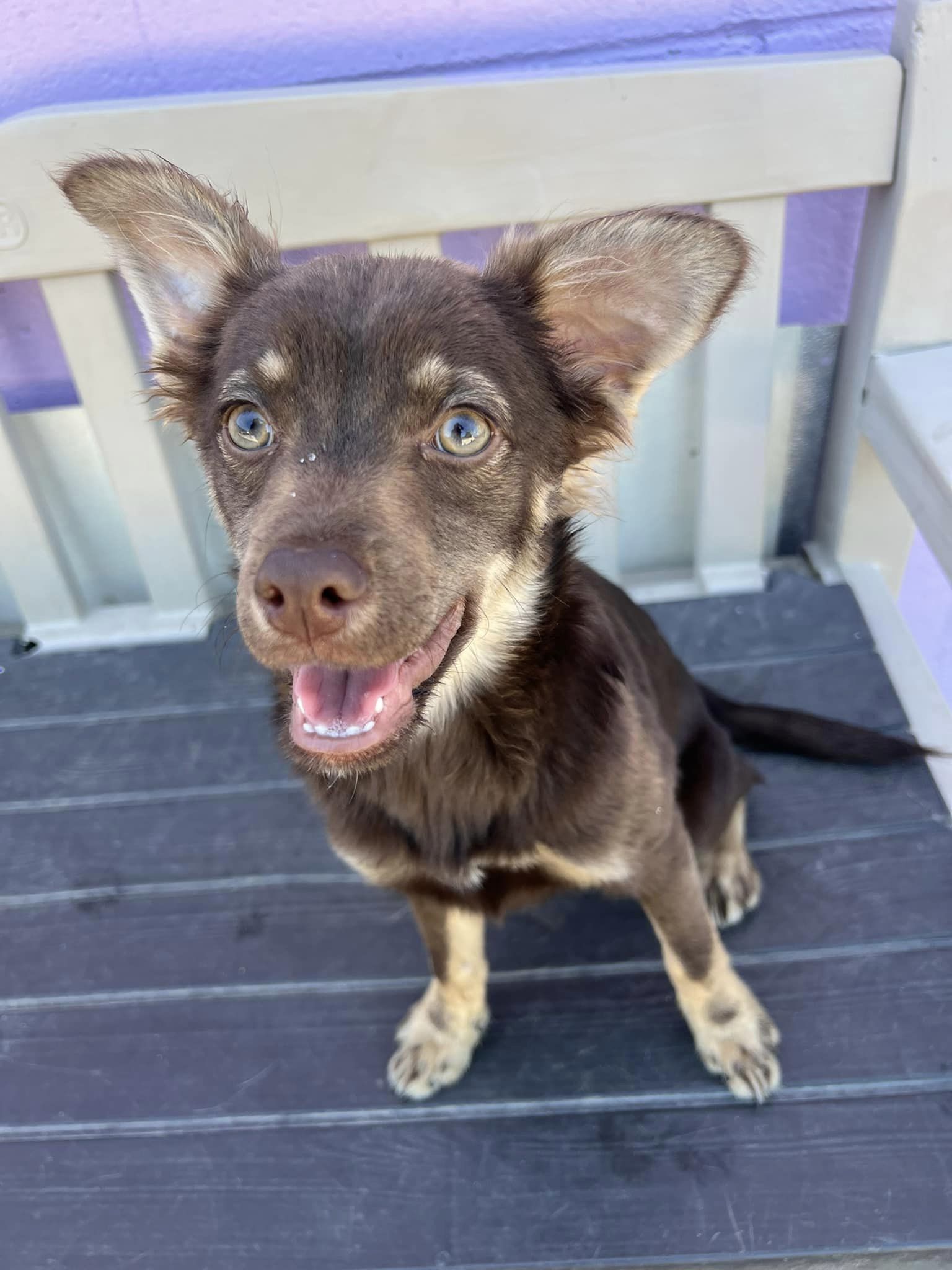 chihuahua australian shepherd mix