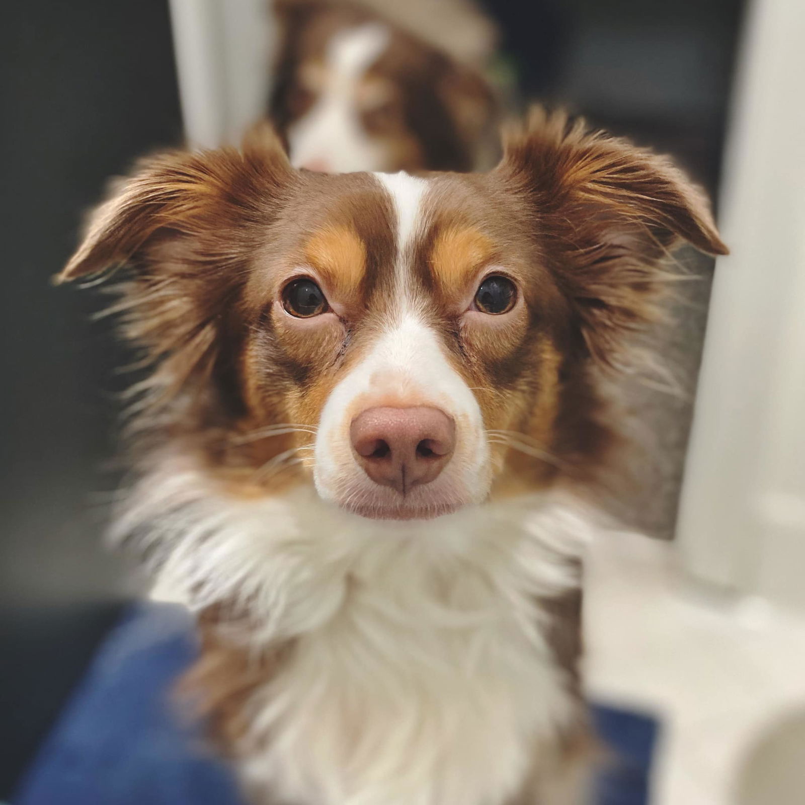 Dog for Adoption - Maple- CL, a Australian Shepherd in Ray County, MO ...