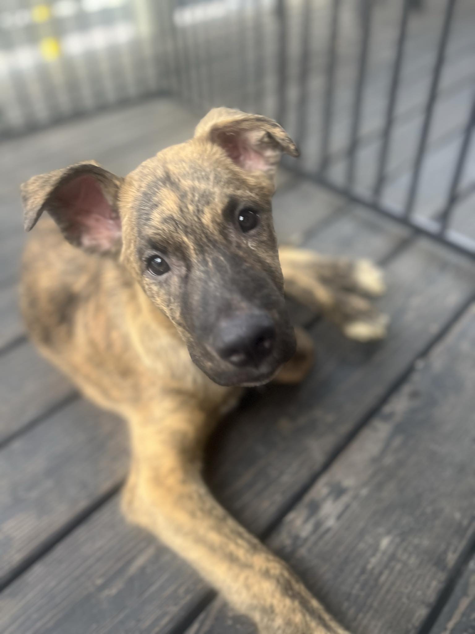 adoptable Dog in Kansas City, MO named Reeses Puffs - CL