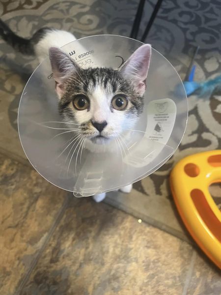 adoptable Cat in Kansas City, MO named Lyric