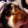 adoptable Guinea Pig in Kansas City, MO named Jim - CL