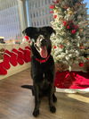 adoptable Dog in  named Cylas