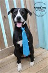 adoptable Dog in kansas city, MO named Baxter - CL (adoption fee sponsored)