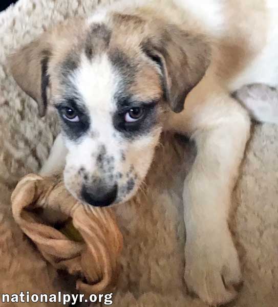 Hula in NY / pup - adopted