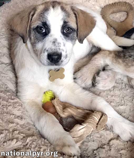 Hula in NY / pup - adopted