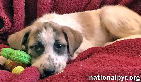 Hula in NY / pup - adopted