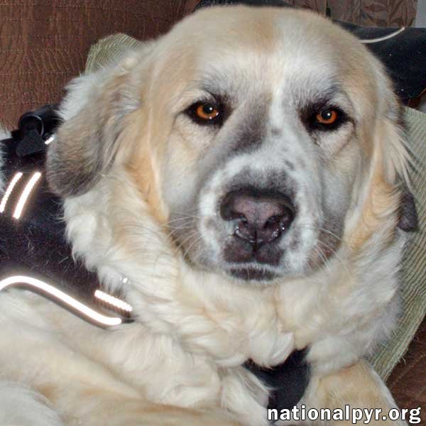 adoptable Dog in Grand Rapids, MI named Annie in MI - adopted