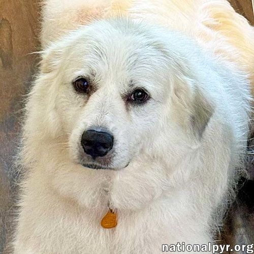 Lady in AL - Charming, Gentle & Easygoing!, a dog for adoption from National Great Pyrenees Rescue