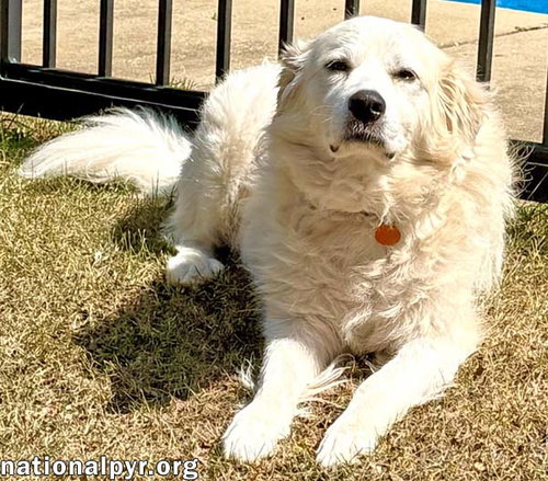 Photo 2 of Lady in AL - Charming, Gentle & Easygoing!