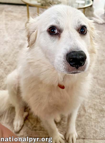 Photo 3 of Lady in AL - Charming, Gentle & Easygoing!