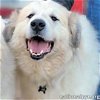 adoptable Dog in altoona, PA named Jonas in PA - Lots of 