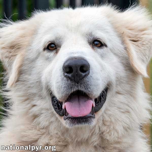 adoptable Dog in Peekskill, NY named Bandy in NY - adopted