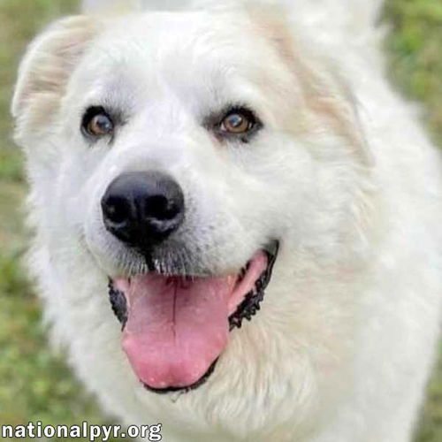 Luke in PA - Looking for the Good Life!