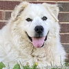 Luke in PA - Looking for the Good Life! - Photo 1