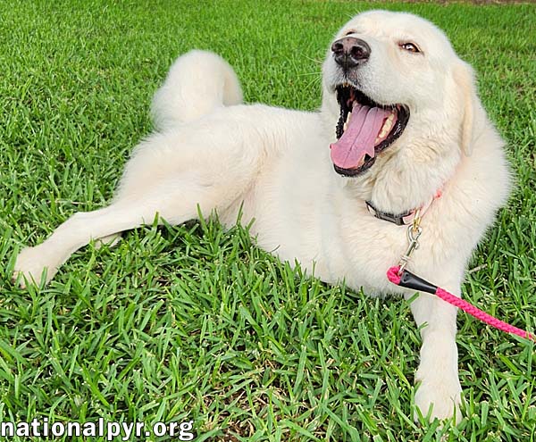 Honey in LA - The Sweetest Girl in the World!