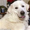 adoptable Dog in , TN named Yogi in TN - Loving and Attentive Boy