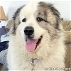 adoptable Dog in lexington, KY named Freddy in KY - Pocket Pyr Gentleman