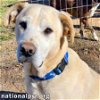 adoptable Dog in  named Leon in MS - Calm & Sweet, Laid-Back Guy