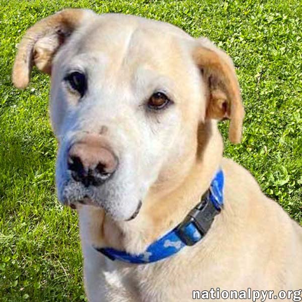 adoptable Dog in Jackson, MS named Leon in MS - Calm & Sweet, Laid-Back Guy