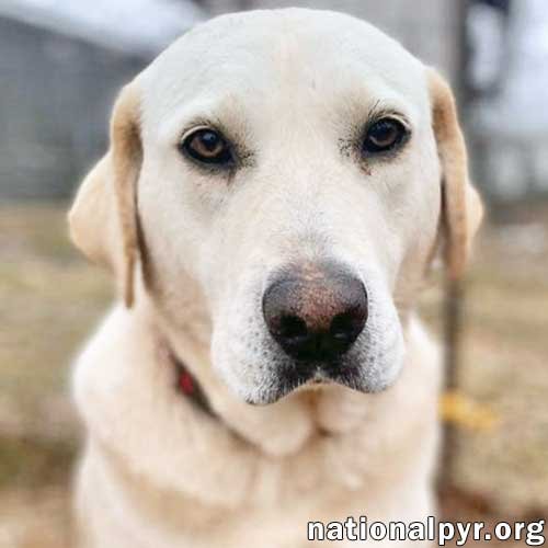 adoptable Dog in Jackson, MS named Pearl in MS - Very Loving & Sweet Girl!