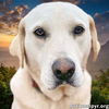 adoptable Dog in  named Pearl in MS - Very Loving & Sweet Girl!