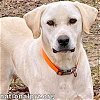 adoptable Dog in  named Yetti in MS - Sweet & Playful Boy!
