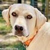 adoptable Dog in  named Yetti in MS - Sweet & Playful Boy!