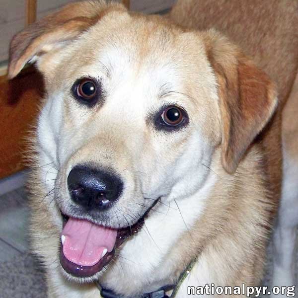 adoptable Dog in Highland Lakes, NJ named Sandi in NJ - Smart & Playful Girl!