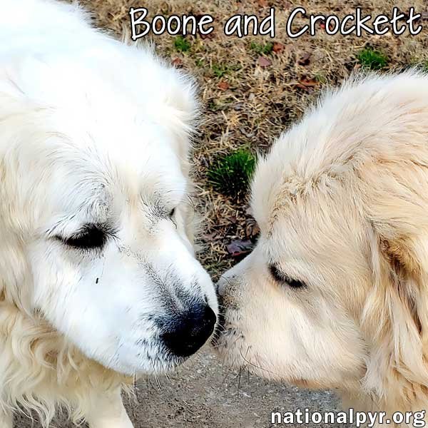 Boone & Crockett in KY - pending
