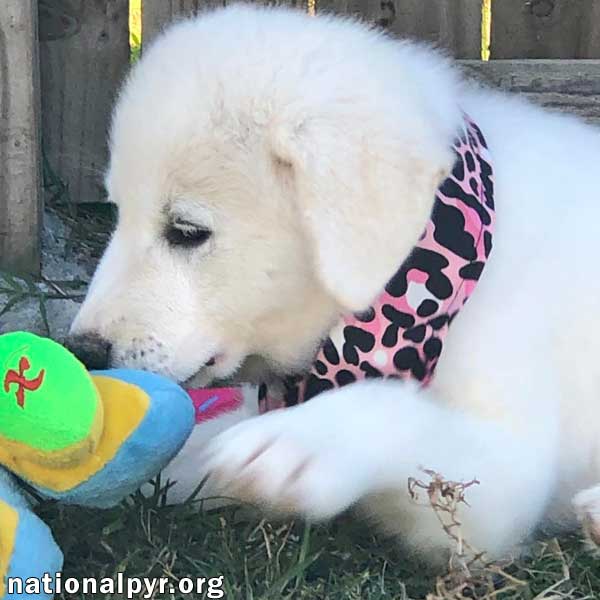 Dog for Adoption Lennox in KY pending, a Great Pyrenees in Paducah