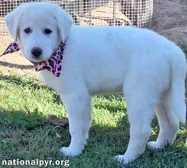 Dog for Adoption Lennox in KY pending, a Great Pyrenees in Paducah