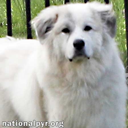 adoptable Dog in Lebanon, TN named Marley in TN - pending