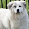 adoptable Dog in lebanon, TN named Marley in TN - pending