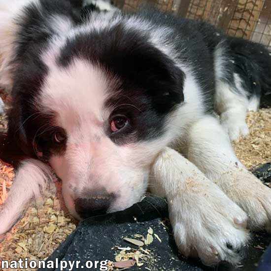 Dog for Adoption Fern in NY pending, a Great Pyrenees in Corning