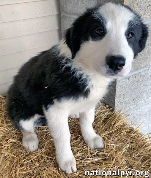Dog for Adoption Fern in NY pending, a Great Pyrenees in Corning