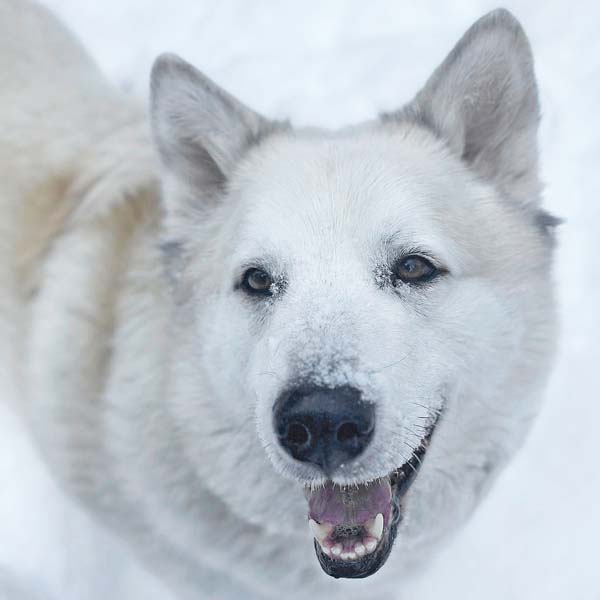 Milo in PA - Smart, Silly, Happy Boy!