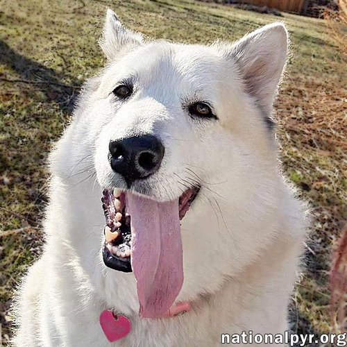 Milo in PA - Smart, Silly, Happy Boy!, an adoptable Great Pyrenees in Beacon, NY