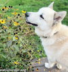Milo in PA - Smart, Silly, Happy Boy! - Photo 2
